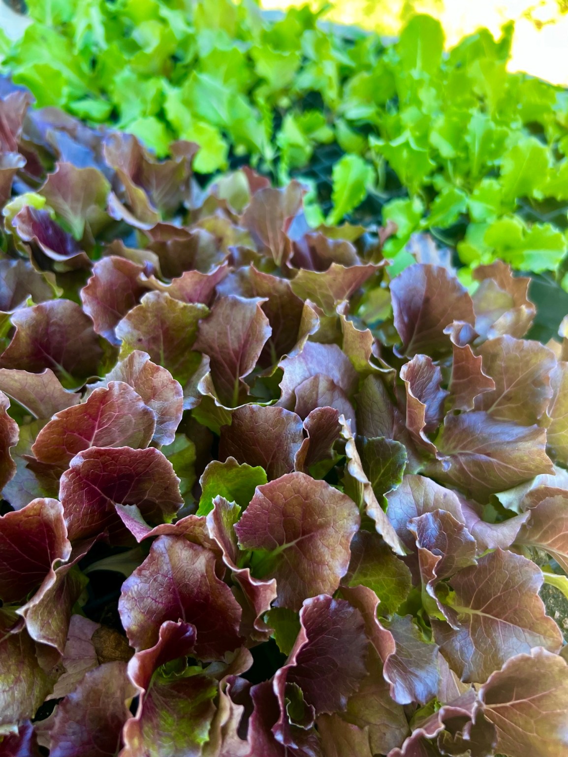 Trays of dozens of red and green lettuce seedlings in various states of growth await transplanting at ARTfarm.