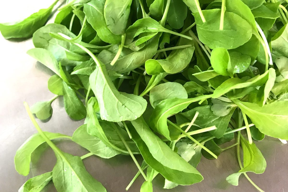 ARTfarm Saturday MINI Farmstand! 3/28/2026, 30 minutes! 10:30 –&nbsp;11AM