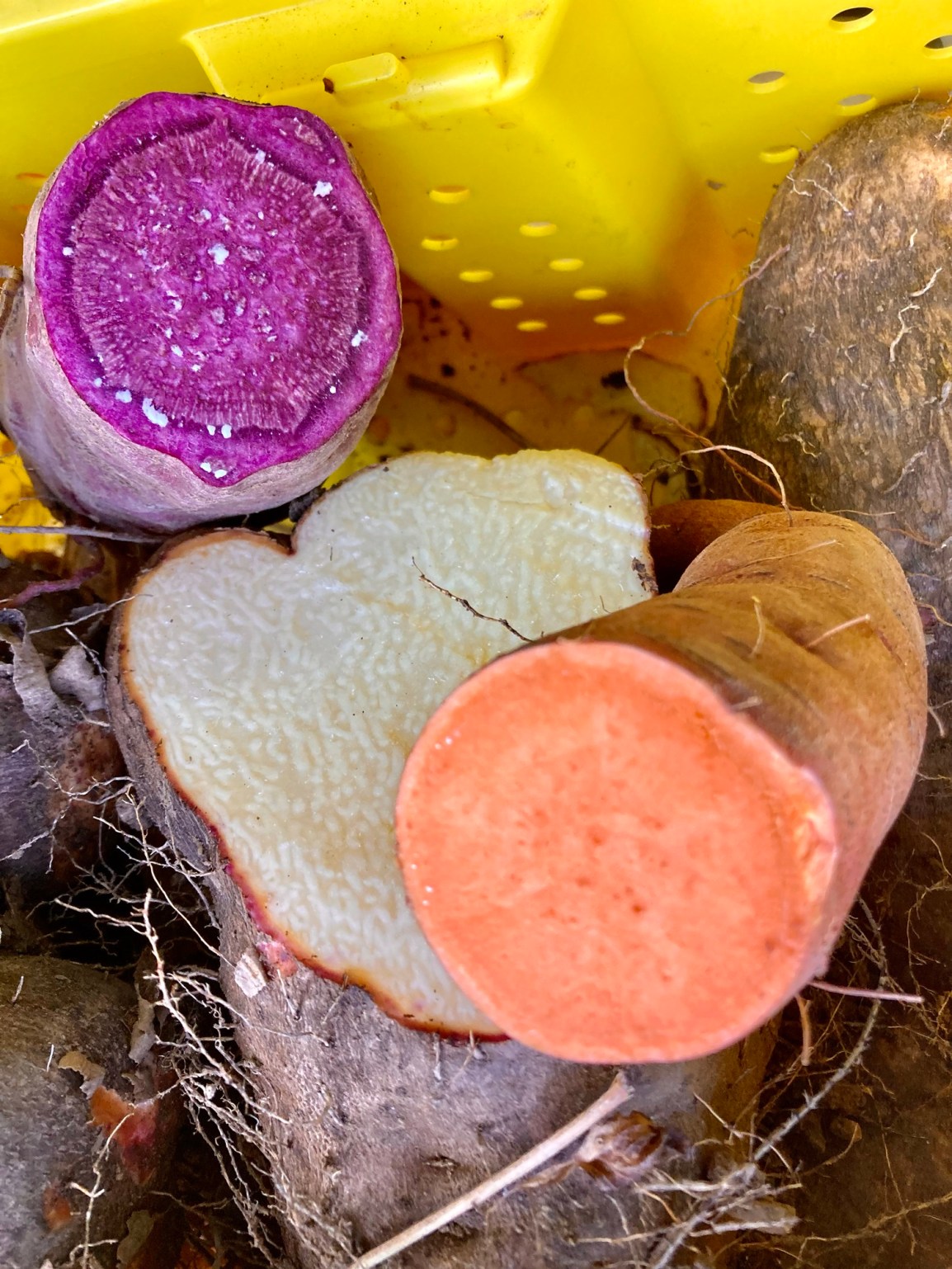 YAMmy ARTfarm Wednesday Pickups March 27th! 4:30pm – 6ish (or open no reservation shopping&nbsp;5:30-6pm)