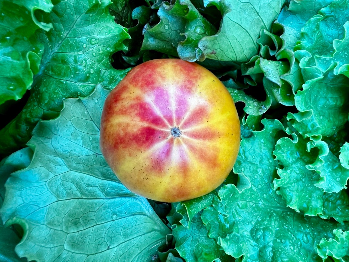 ARTfarm Saturday Pickups March 9th! 10:30am – 12:30 (or open hour walk-ins&nbsp;12-1pm)