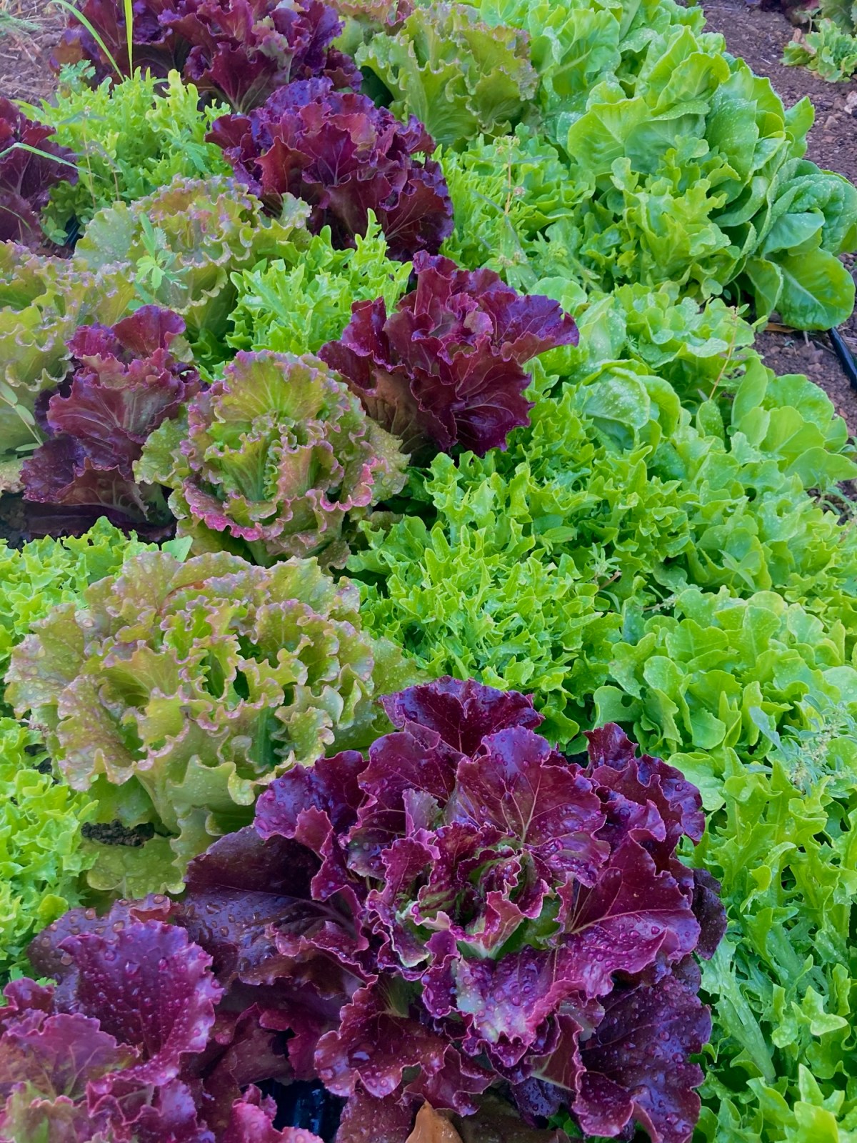 ARTfarm Wednesday Afternoon PopUp Farmstand: 6/3/2026, 4:30PM – 5:30PM – tons of SALAD&nbsp;GREENS!