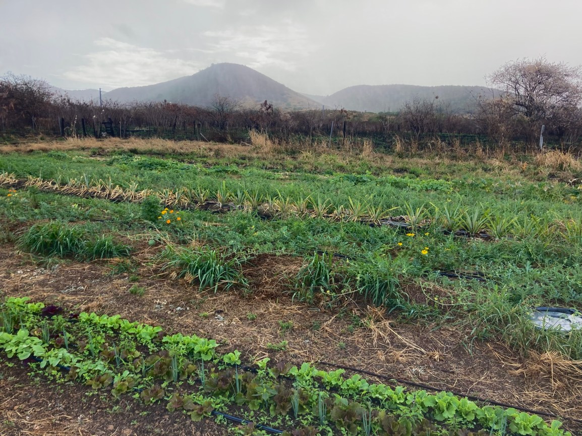 ARTfarm Wednesday Afternoon Farmstand! 2/4/2026, 4:30 – 5:30PM! All the&nbsp;TOMATOES!