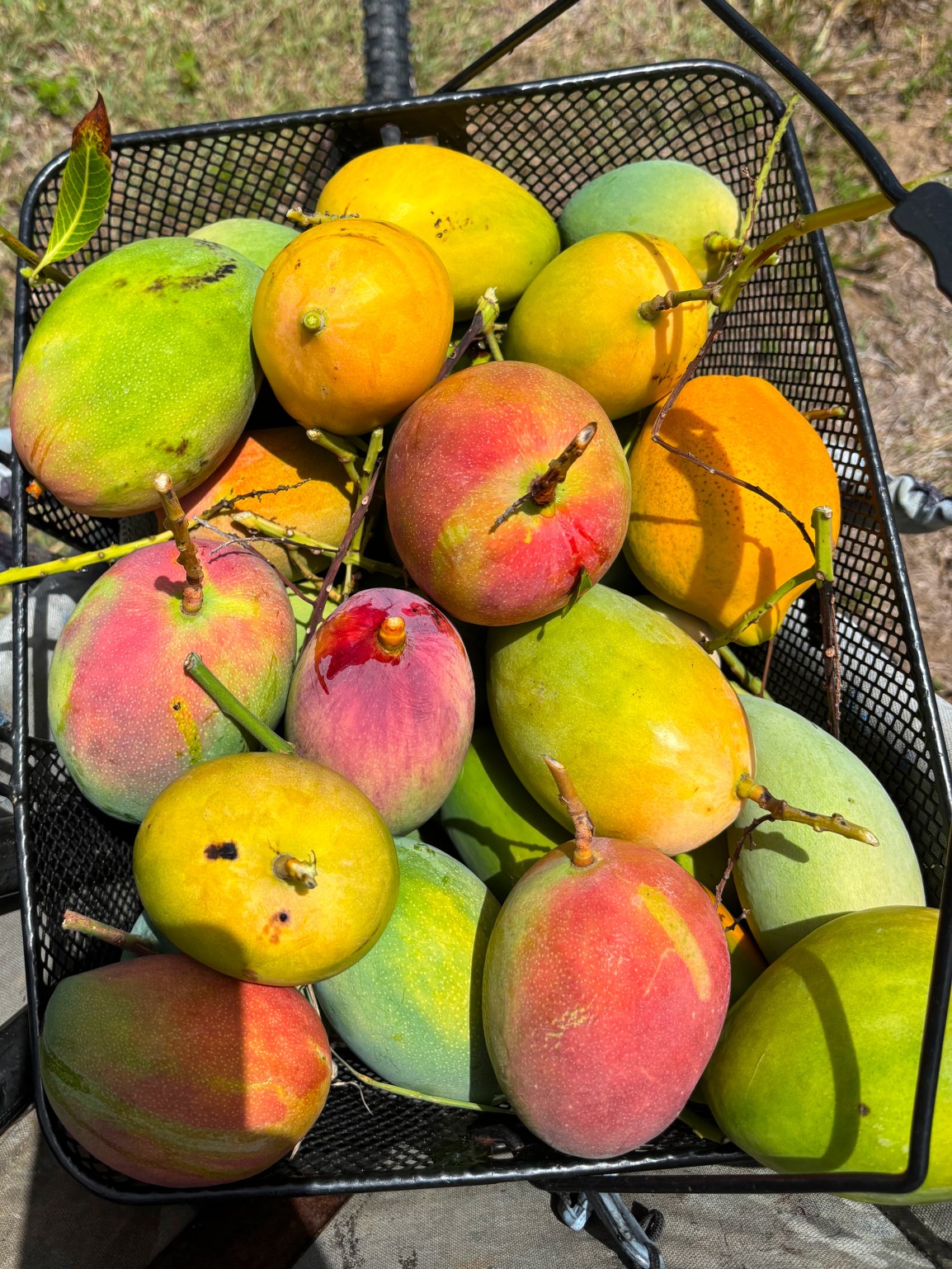 ARTfarm SWEETSWEET Wednesday PopUp: 7/23/2025, 5-6pm: Sweet Mix and Sweet Mangoes to&nbsp;SAMPLE!