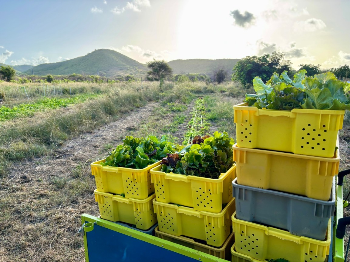 ARTfarm Delicious Saturday PopUp: 8/9/2025, 11am – 12 noon: Cool Cukes, Sweet Salad and a few more&nbsp;Mangoes!