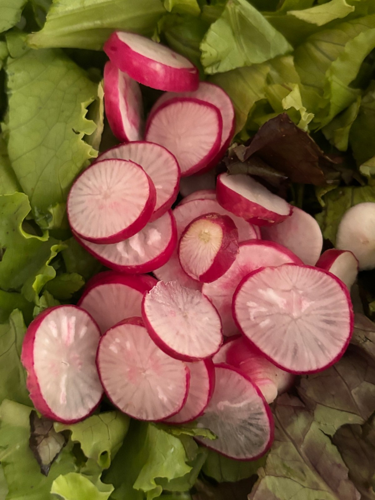 ARTfarm Saturday Farmstand TODAY! 1/3/2026, 11AM – 12&nbsp;NOON!