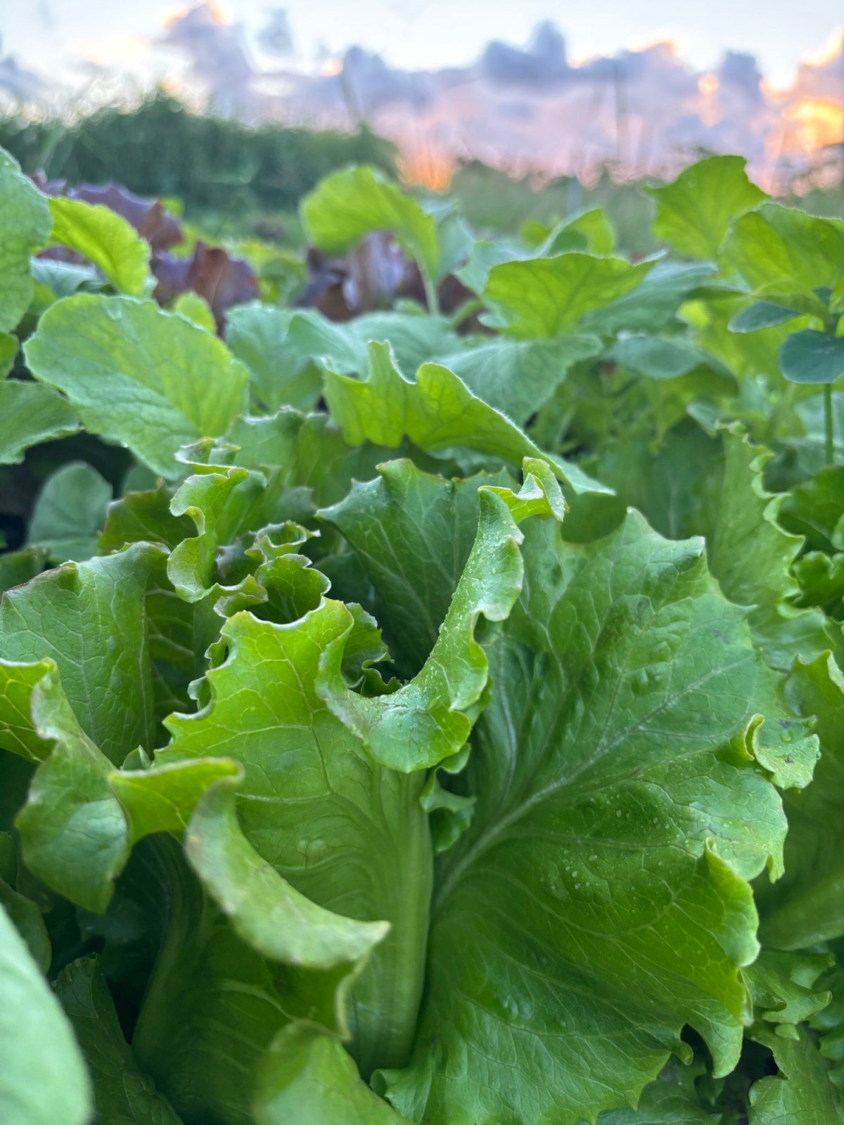 ARTfarm Saturday Equinox Farmstand! 3/21/2026, 10:30 –&nbsp;11:30AM