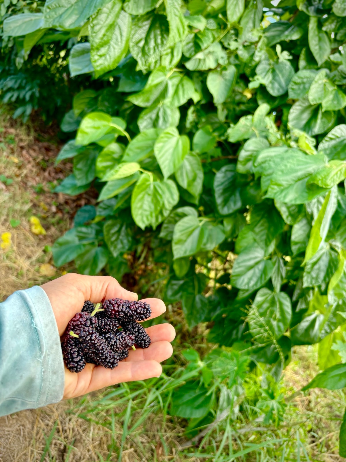 ARTfarm Holiday Gratitude