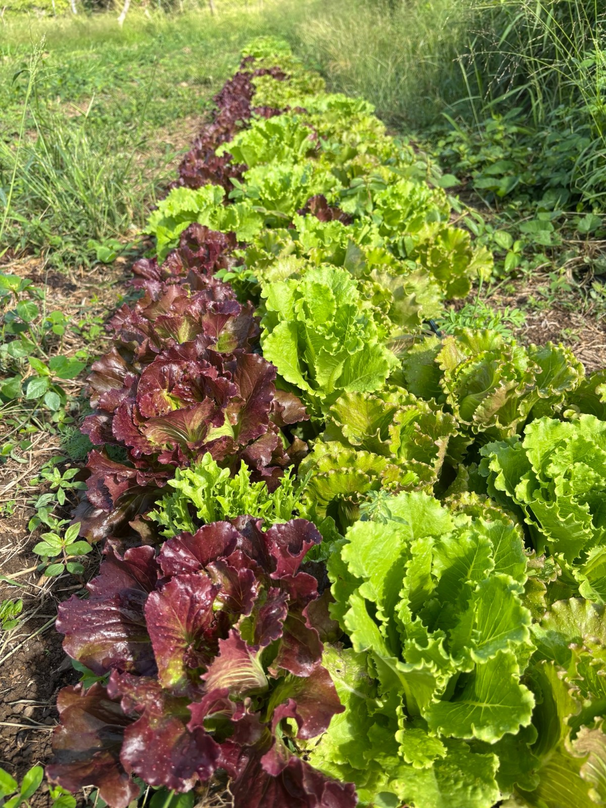 ARTfarm Wednesday Taxes Afternoon Farmstand: 4/15/2026, 4:30PM –&nbsp;5:30PM