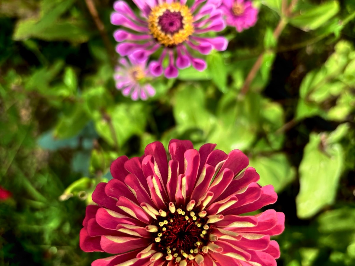 ARTfarm Wednesday Afternoon Farmstand! 2/18/2026, 4:30 – 5:30PM! Fruity! Last of&nbsp;Longan!