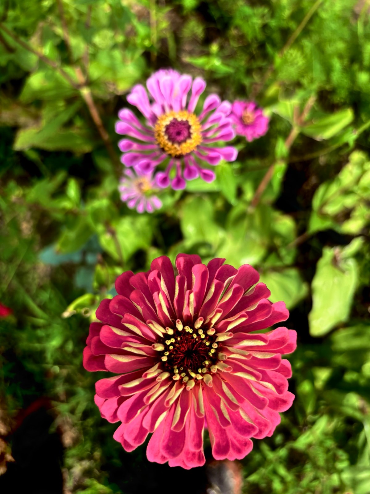 ARTfarm Wednesday Afternoon Farmstand! 2/18/2026, 4:30 – 5:30PM! Fruity! Last of&nbsp;Longan!